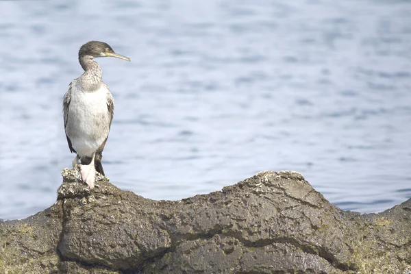 Европейский Трах Phalacrocorax Aristotelis Адриатическом Море — стоковое фото