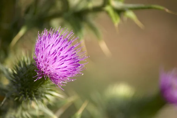 Close Lándzsa Bogáncs Cirsium Vulgare Hely Szövegnek — Stock Fotó