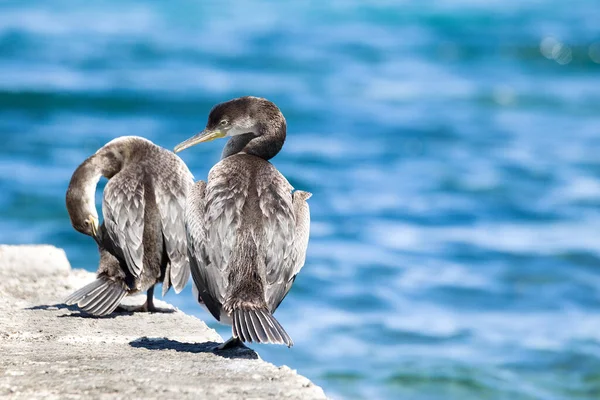 Европейский Трах Phalacrocorax Aristotelis Адриатическом Море — стоковое фото