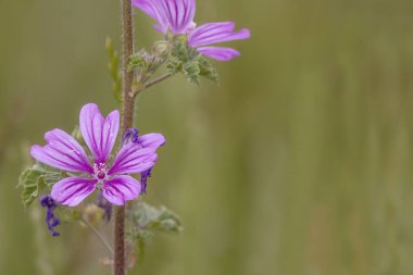 güzel menekşe çiçeği ortak Mallow (Malva sylvestris) bir çayır üzerinde ve ücretsiz metin alanı ile