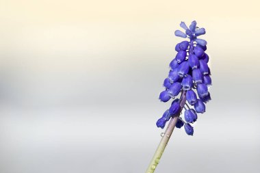 güzel bahar çiçeği mavi üzüm sümbülü (Muscari armeniacum) metinleriniz için boş alan.