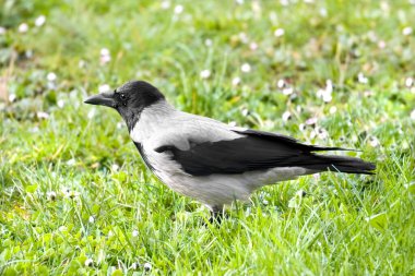 Güzel bir kukuletalı karga (Corvus cornix) yeşil çimlerin üzerinde duran kuş
