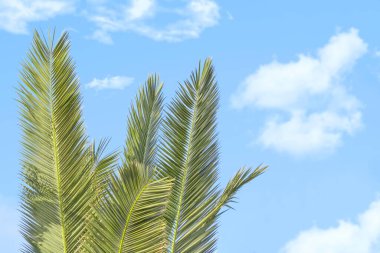 Yeşil palmiye yaprakları ve bulutlu mavi gökyüzü ile güzel yaz arkaplanı.