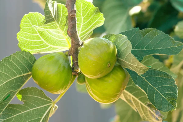 Sekumpulan Buah Ara Hijau Pohon Ara — Stok Foto