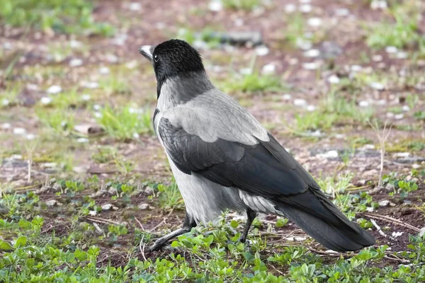 Hermoso Uno Encapuchado Cuervos Corvus Cornix Pájaro Pie — Foto de Stock