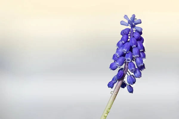 Schöne Frühlingsblume Blau Traubenhyazinthen Muscari Armeniacum Mit Freiem Platz Für lizenzfreie Stockbilder