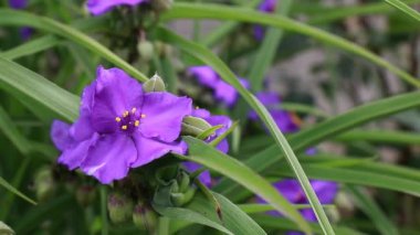 Mor çayır örümcekotları, (Tradescantia batılı) bahçede çiçek.
