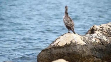 Adriyatik Denizi üzerinde güzel Avrupa sevişmesi (Phalacrocorax aristotelis)