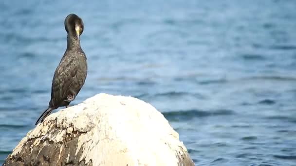 Europeisk Shag Eller Vanlig Shag Phalacrocorax Aristotelis Vid Adriatiska Havet — Stockvideo