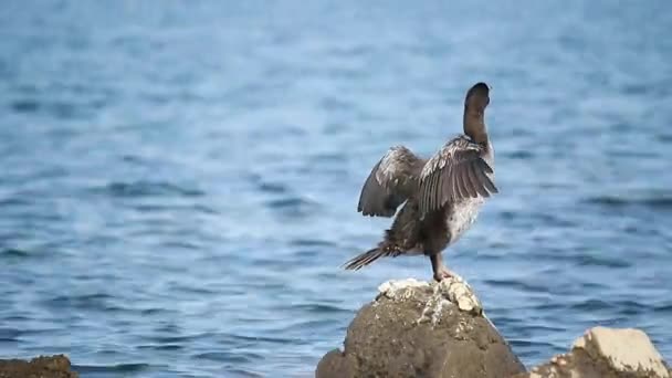 Güzel Avrupa Sevişmesi Sıradan Sevişme Phalacrocorax Aristotelis — Stok video