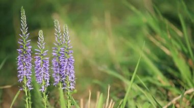 Çiçek açan Veronica Longifolia ya da çayırdaki uzun yapraklı yarış pisti