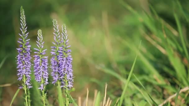 開花ヴェロニカ ロンギフォリアまたは長葉のスピードウェル牧草地で — ストック動画