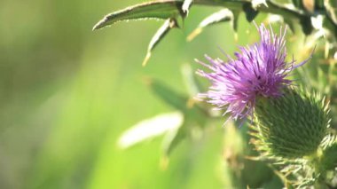 güzel yakın mızrak devedikeni (Cirsium vulgare)