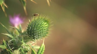 Çiçekli mızrak devedikeni (Cirsium vulgare)