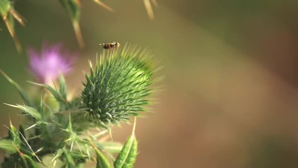 Zblízka Kvetoucí Bodlák Kopí Cirsium Vulgare — Stock video