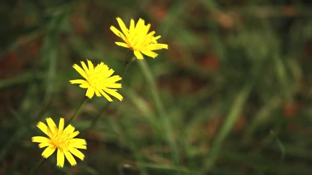 Piękne Żółte Kwiaty Aposeris Foetida Kwiaty Leśne — Wideo stockowe