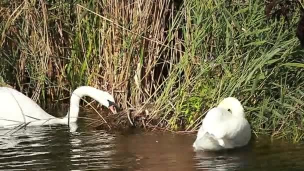 Bonito Cisne Branco Dois Rio — Vídeo de Stock