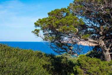 Ağaç Costa Paradiso deniz. Sardunya, İtalya
