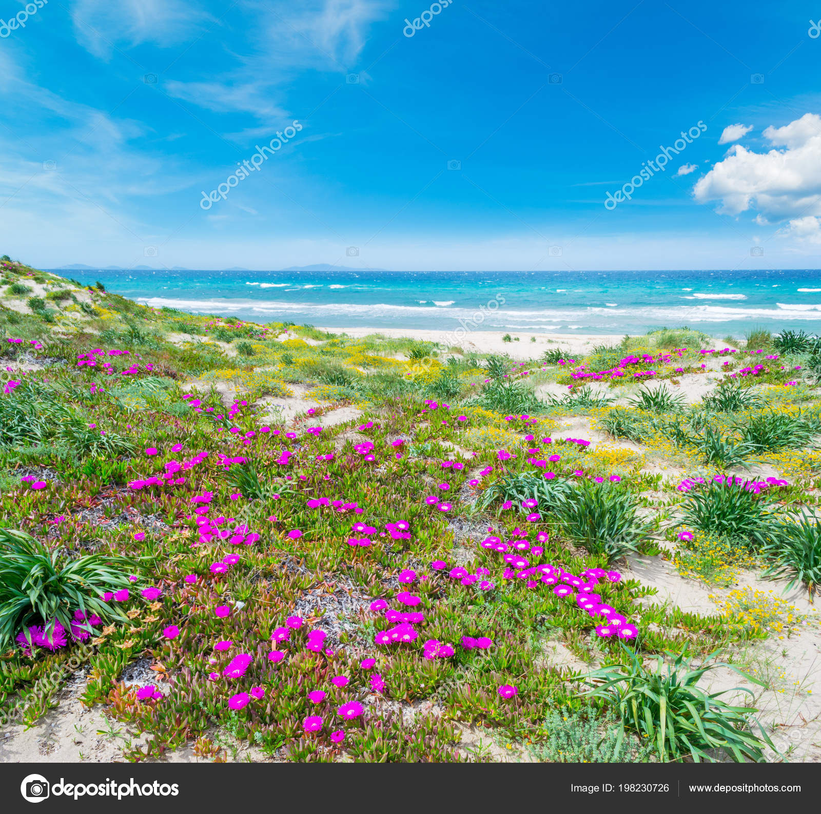 Puntello Variopinto Spiaggia Platamona Sardegna Italia