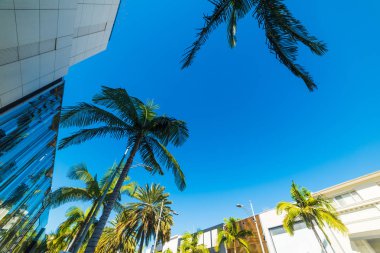 Beverly Hills, Rodeo Drive palmiye ağaçlarında. Los Angeles, Kaliforniya