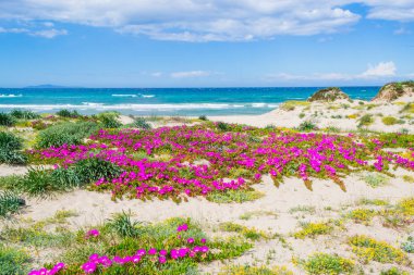 Platamona shore tarafından Çiçekler ilkbaharda pembe. Sardunya, İtalya