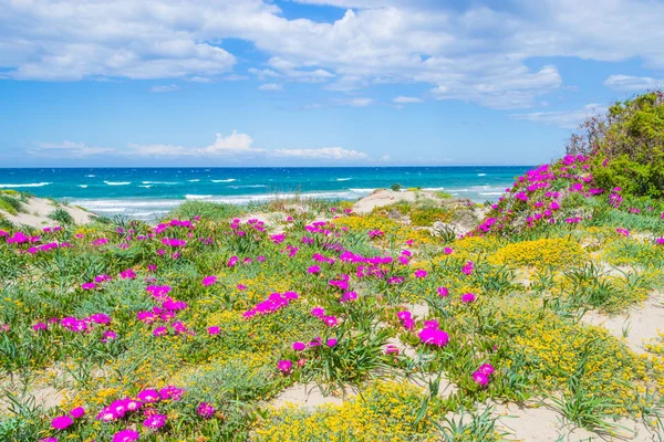 Flores Plantas Junto Mar Playa Platamona Cerdeña Italia —  Fotos de Stock