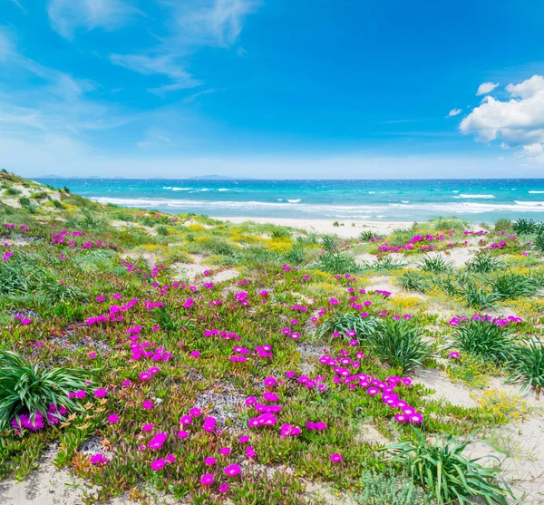Kolorowy Brzeg Plaża Platamona Sardynia Włochy — Zdjęcie stockowe