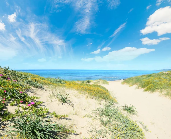 Platamona Sahilinde Beyaz Kum Sardunya Talya — Stok fotoğraf