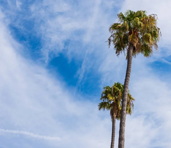 Palm Tree Cloudy Sky Santa Barbara Southern California Usa — Stock Photo, Image