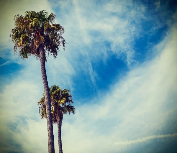 Palm Tree Cloudy Sky Santa Barbara Southern California Usa — Stock Photo, Image