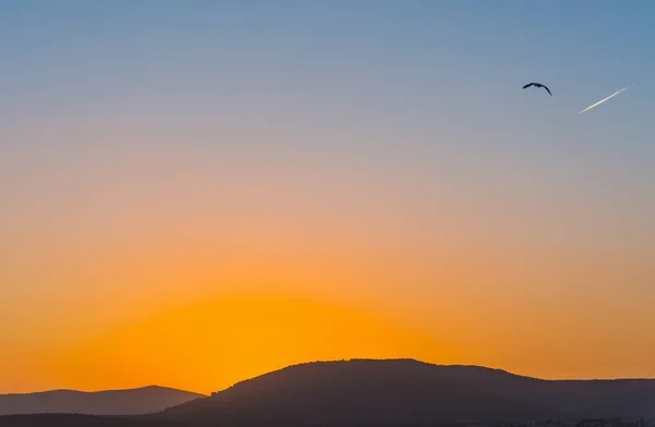 Mewa Flying Bezchmurnym Niebie Sardynii Zachodzie Słońca Włochy — Zdjęcie stockowe