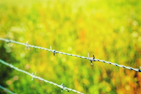 Close Barb Wire Green Grass Background — Stock Photo, Image