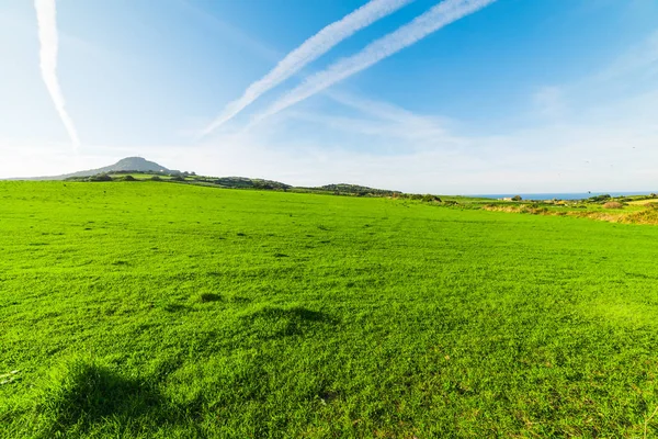 サルデーニャ イタリアで晴れた日に緑の草原 — ストック写真