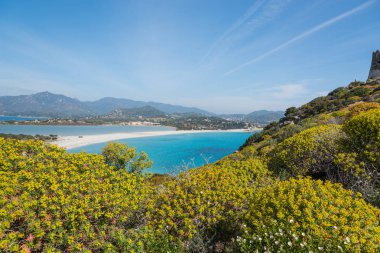 Porto Giunco, Villasimius Sahil tarafından sarı çiçekler. Sardunya, İtalya