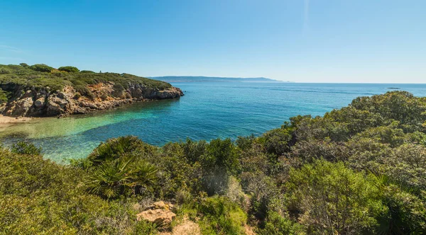 Växter Havet Liten Vik Alghero Sardinien Italien — Stockfoto