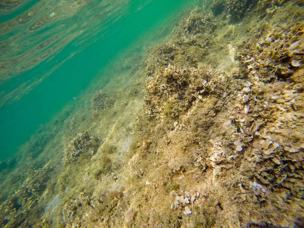Farbenfroher Meeresboden Alghero Ufer Sardinien Italien — Stockfoto