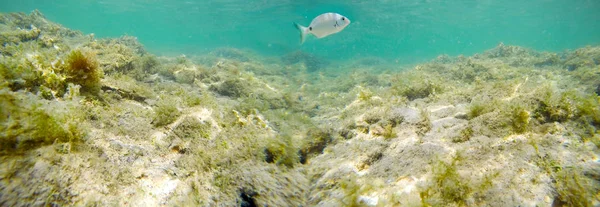 棘鬣鱼游泳在撒丁岛绿松石海 意大利 — 图库照片