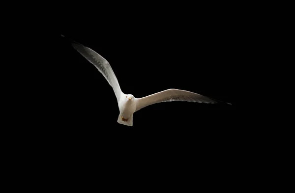 Vista Frontal Una Gaviota Voladora Aislada Sobre Fondo Negro —  Fotos de Stock