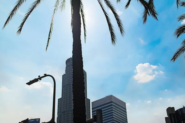 Palmy Wieżowców Los Angeles Tle Southern California Stany Zjednoczone Ameryki — Zdjęcie stockowe