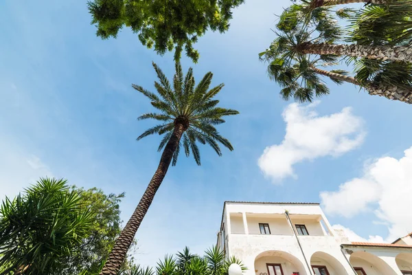 Tall Palm Tree Villa Comunale Sorrento Amalfi Coast Campania Italy — Stock Photo, Image