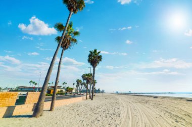 Oceanside plaj kum palmiye ağaçlarının. Güney Kaliforniya, ABD
