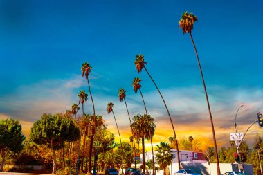 Gün batımında palmiye ağaçları Los Angeles. Güney Kaliforniya, ABD