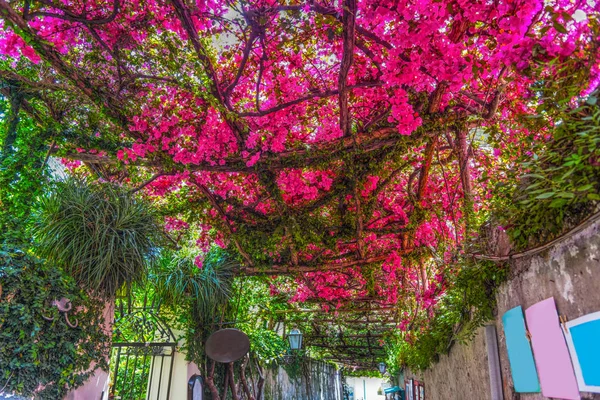 Pembe Begonviller Çiçekler Dünya Dar Bir Sokakta Üzerinde Ünlü Positano — Stok fotoğraf
