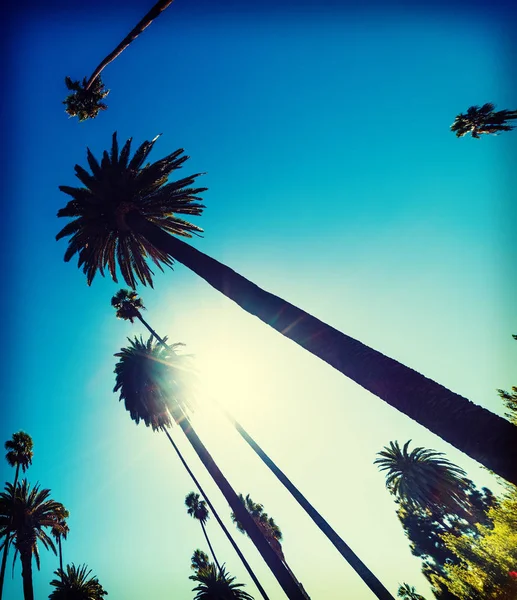 Hoge Palmbomen Onder Een Stralende Zon Los Angeles Zuid Californië — Stockfoto