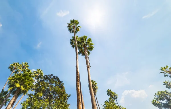 Пальмы Сияющим Солнцем Голливуде Лос Анджелес Южная Калифорния Сша — стоковое фото