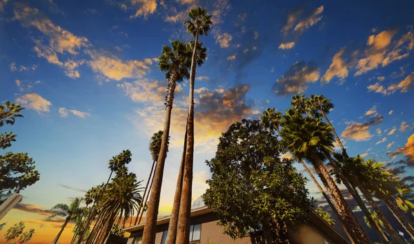 Palm trees under in Hollywood at sunset, Los Angeles. Southern California, USA