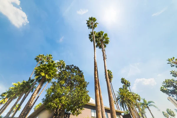 Palmové Stromy Pod Zářícím Sluncem Hollywoodu Los Angeles Jižní Kalifornie — Stock fotografie