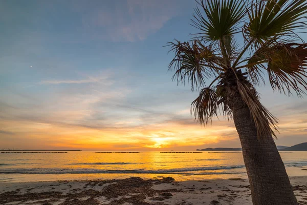 Palma Alghero Pobřeží Při Západu Slunce Sardinie Itálie — Stock fotografie