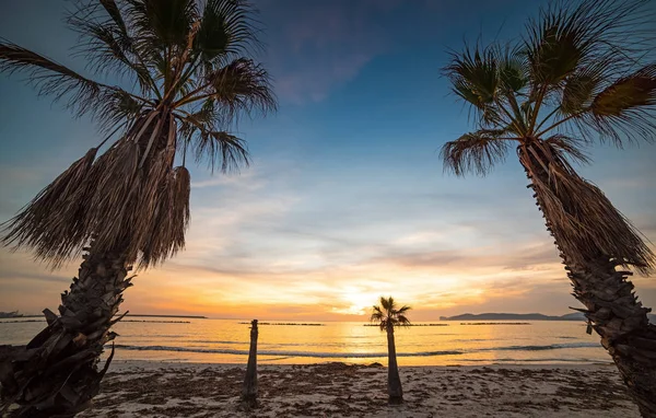 Palmeras Junto Mar Orilla Alghero Cerdeña Italia — Foto de Stock