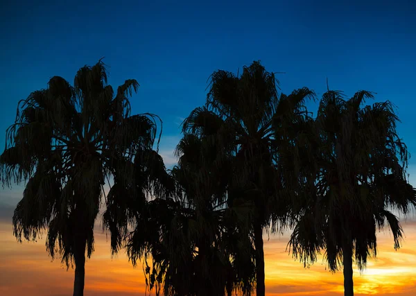 Palmbomen Onder Een Heldere Hemel Zuid Californië Bij Zonsondergang Verenigde — Stockfoto